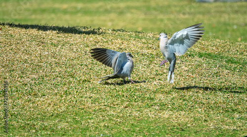 Territorial behavior. Aggressive demonstrations and fights of males of Senegal turtle dove (Streptopelia senegalensis) photo