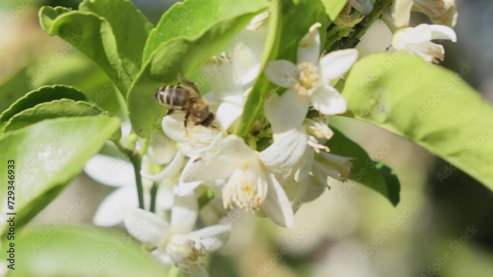Abeja en flor de azahar
