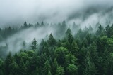 Forest in fog, top view. Generative AI