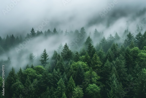 Forest in fog, top view. Generative AI © masharinkaphotos