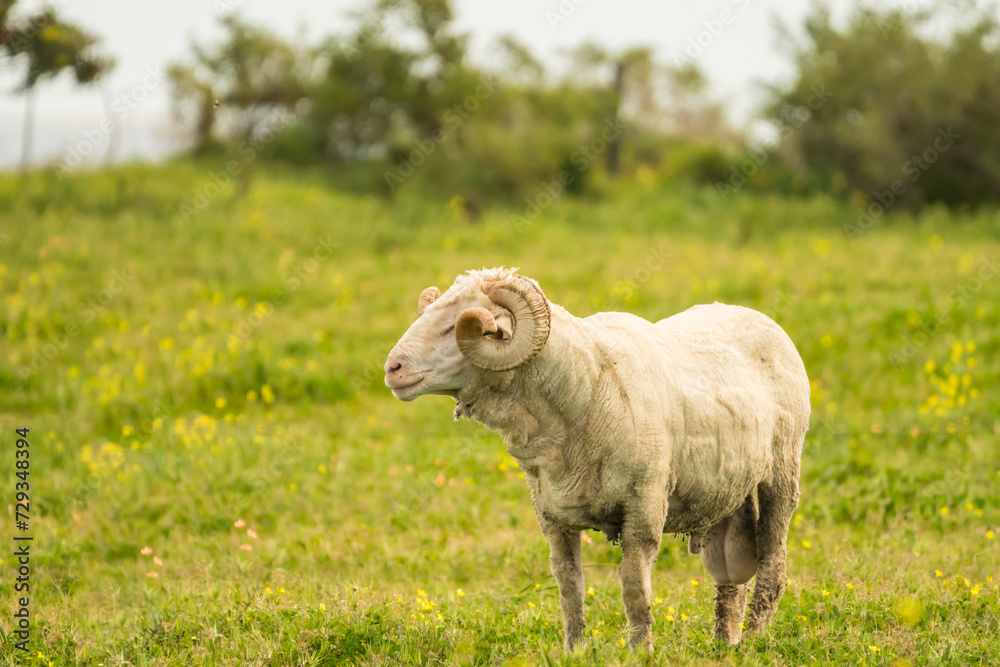 Merino sheep breed in a field concept farm animals or livestock in Western Cape, South Africa Merino sheep breed in a field concept farm animals or livestock in Western Cape, South Africa