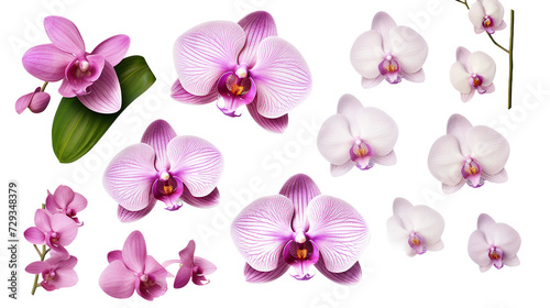 Orchid and Floral Collection  Stunning Flowers  Buds  and Leaves on Transparent Backgrounds - Ideal for Perfume  Essential Oil  and Garden Designs 