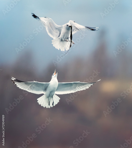 Wildlife background of seagull hunting on a pond, has fish in its beak and funny fight for food. © Jiří Fejkl