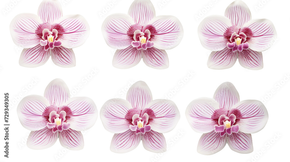 Orchid and Floral Collection: Stunning Flowers, Buds, and Leaves on Transparent Backgrounds - Ideal for Perfume, Essential Oil, and Garden Designs!
