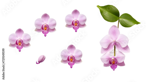 Orchid and Floral Collection: Stunning Flowers, Buds, and Leaves on Transparent Backgrounds - Ideal for Perfume, Essential Oil, and Garden Designs!