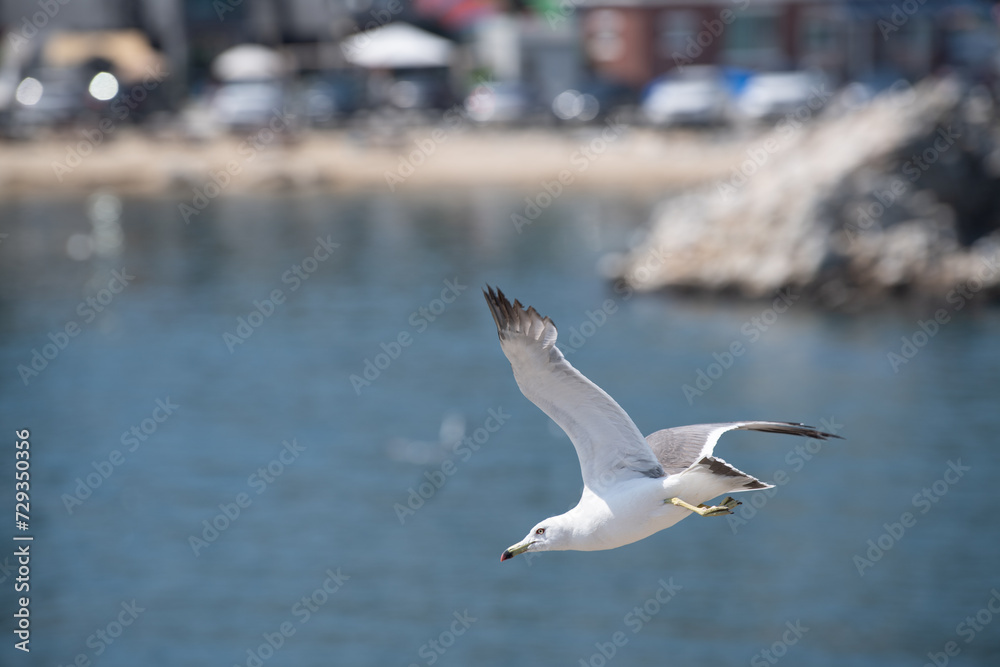 Seagulls flying over the sea and fishing villages
Seagulls flying over the sea and fishing villages