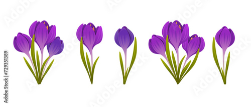 Collection of crocuses. Set of spring purple crocuses. Vector illustration isolated on white background.