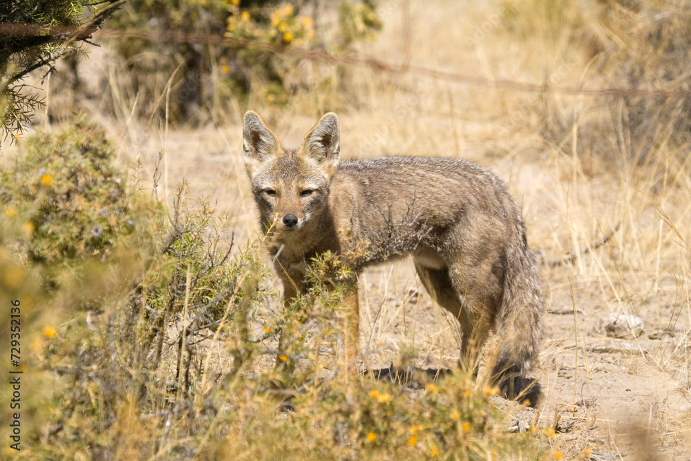 Argentinischer Kampffuchs oder Graufuchs (Pseudalopex griseus), Halbinsel Valdes, Argentinien, Südamerika
