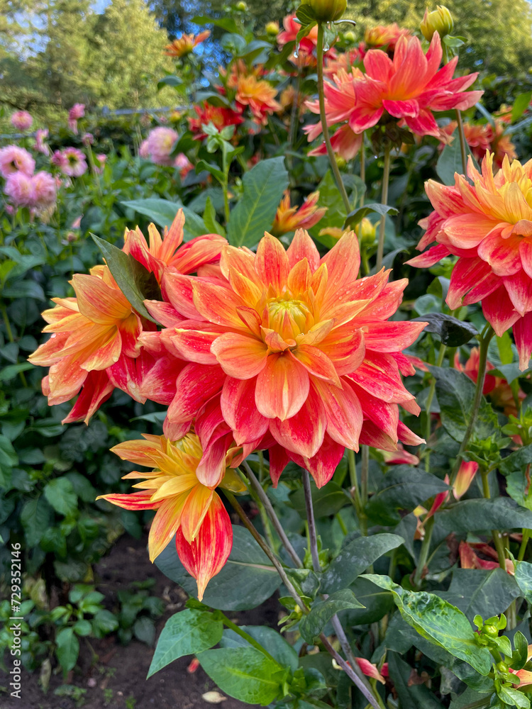 Beautiful vibrant yellow red Dahlia flowers in summer autumn garden close up, floral wallpaper background with dahlias