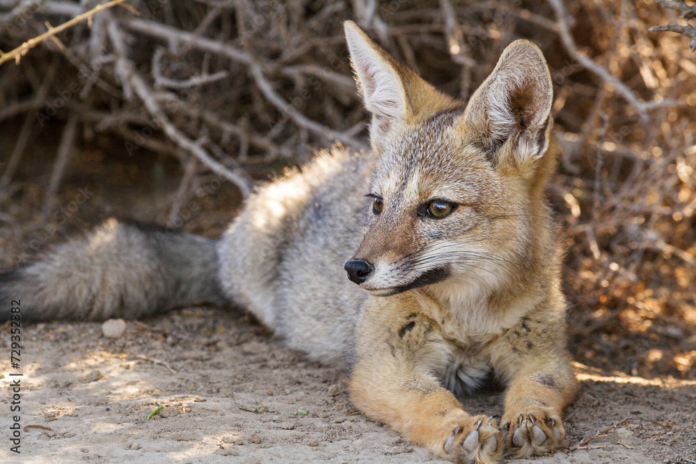 Argentinischer Kampffuchs oder Graufuchs (Pseudalopex griseus), Halbinsel Valdes, Argentinien, Südamerika