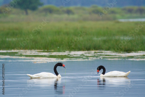 Obraz na płótnie Schwarzhalsschwan, cygnus melancoryphus, chile w salonie
