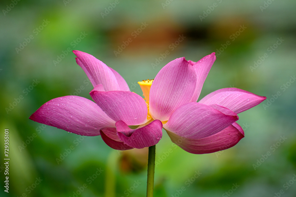 A big pink red flower in full bloom A big pink red flower in full bloom