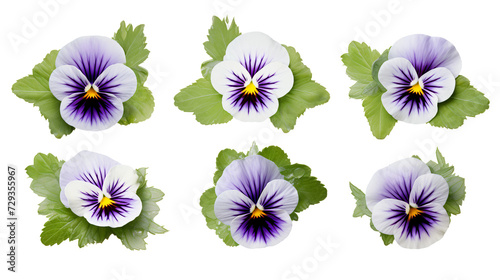 Pansy Collection  Vibrant Floral Blooms for Botanical Designs  Perfumes  and Garden Beautification - Transparent PNG 3D Art