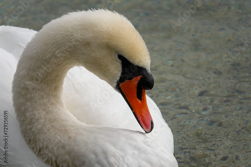 Anmutiger Schwan