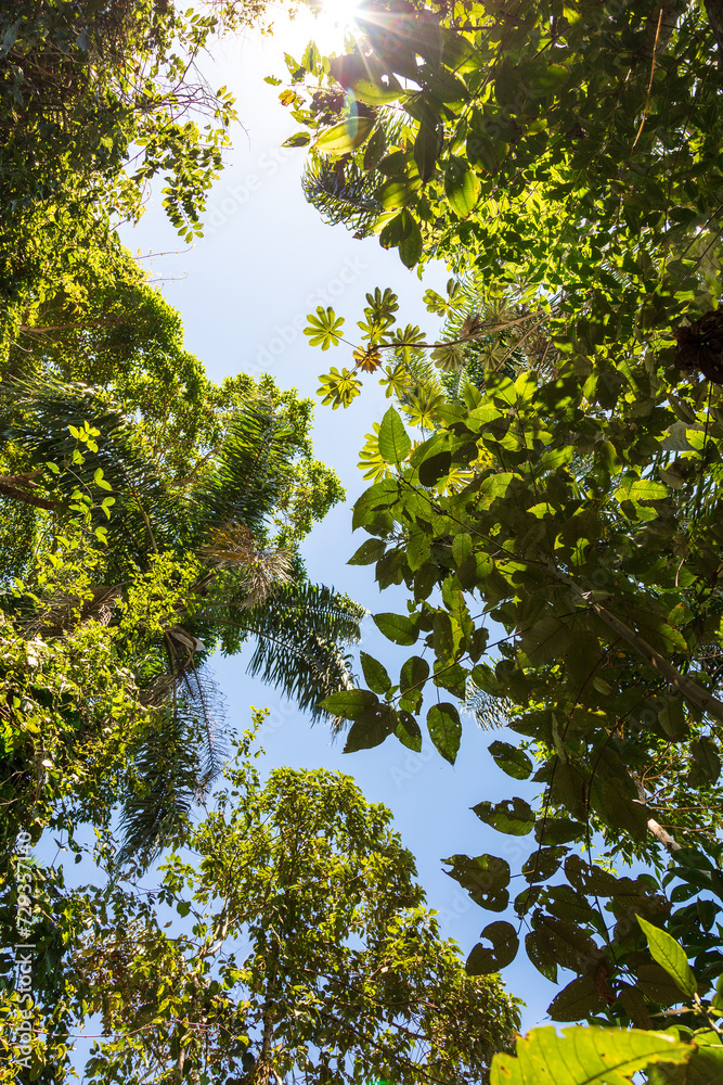 Fototapeta premium Bottom look at the blue sky with tropical trees blocking the sun's rays