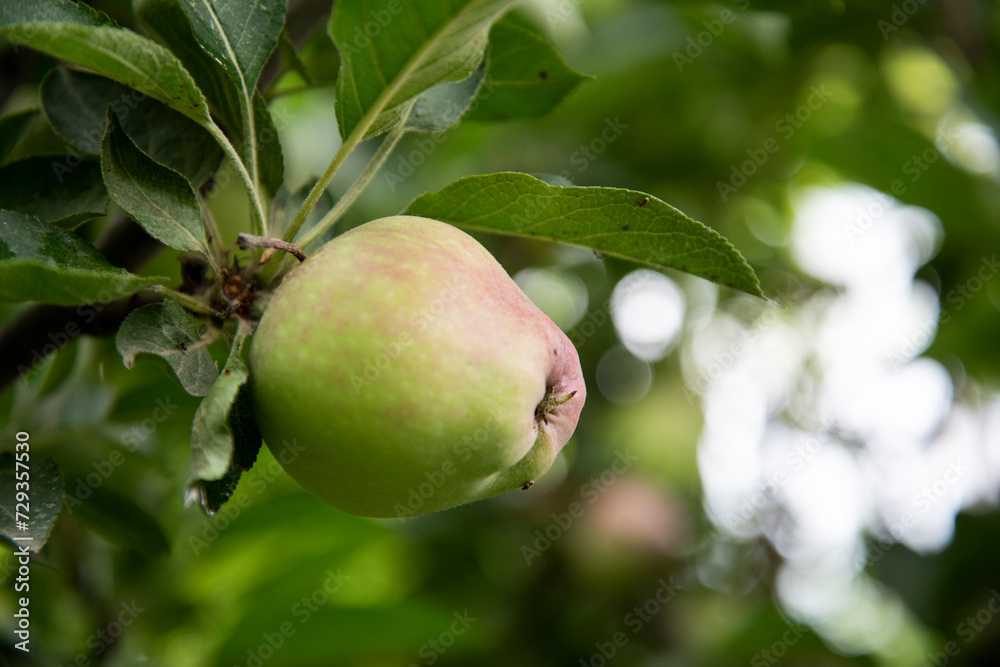 apple leaves and apple. an apple on the apple tree apple leaves and apple. an apple on the apple tree