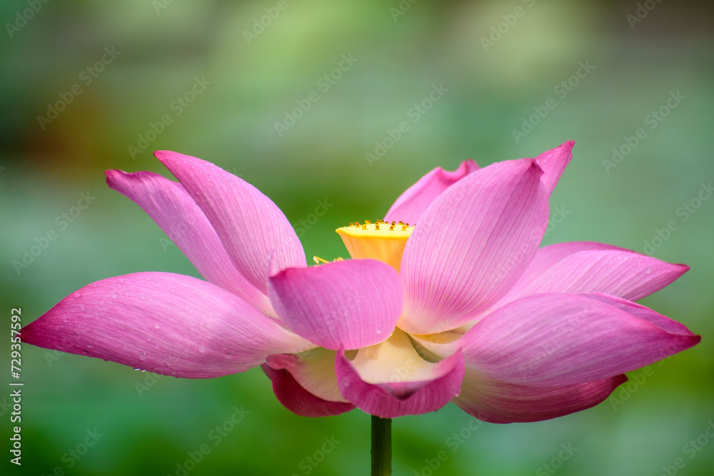 Close-up of a pink lotus in full bloom