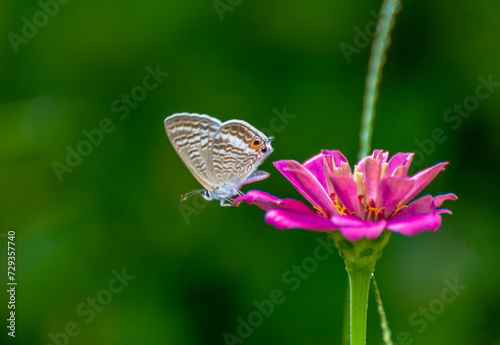 butterfly on a flower