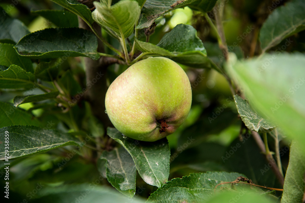 apples and apple leaves on the apple tree apples and apple leaves on the apple tree