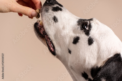 Portrait of a Dalmatian dog on beige background, looking to the side with its tongue sticking out. Hungry dog is licking its lips, eagerly awaiting a treat. Place for text photo