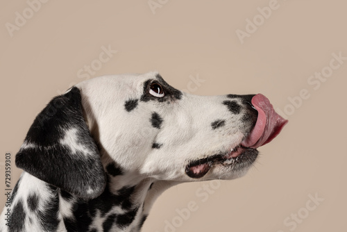 Portrait of a Dalmatian dog on beige background, looking to the side with its tongue sticking out. Hungry dog is licking its lips, eagerly awaiting a treat. Place for text