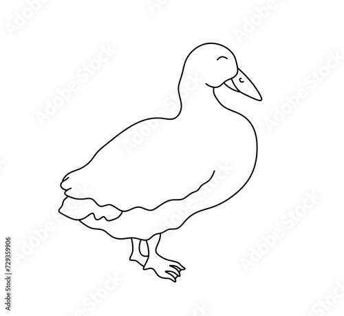 Vector isolated one single duck goose standing side view  colorless black and white contour line easy drawing
