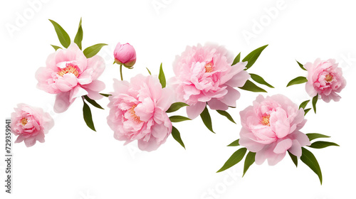 Peony Collection  Vibrant Floral Decorations for Perfume  Essential Oil  or Garden Designs - Elegant 3D Botanical Art  Isolated on Transparent Backgrounds 