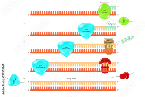 Step of DNA replication vector. Synthesis of leading strand during DNA replication.