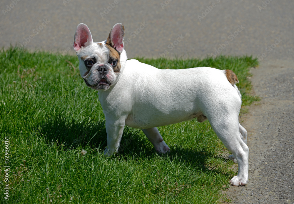 Geneva, Switzerland, Europe - young French bulldog on the grass