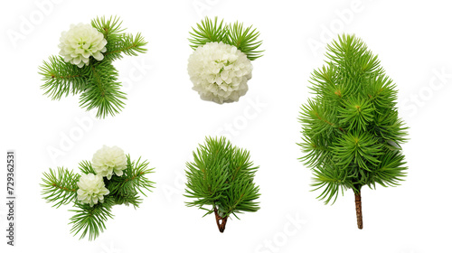 Pine Tree and Plant Collection in Stunning Digital Art 3D, Perfect for Garden Design Elements and Aromatic Perfume Illustrations, Isolated on Transparent Background