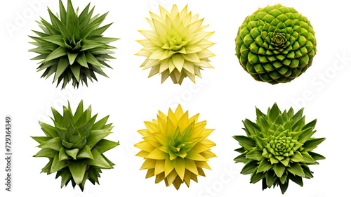 Pineapple Plant Collection: Tropical Botanical Illustrations for Garden Design, Perfume, and Essential Oil - Exotic Foliage in Vibrant Digital Art 3D, Isolated on Transparent Background