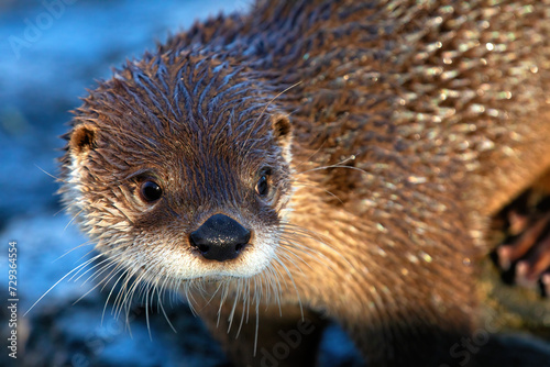 Curious otter with wet hair looking on her side