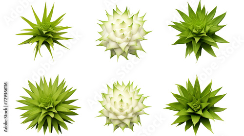 Pineapple Plant Collection  Tropical Botanical Illustrations for Garden Design  Perfume  and Essential Oil - Exotic Foliage in Vibrant Digital Art 3D  Isolated on Transparent Background
