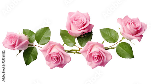 Pink Roses Collection  Exquisite Floral Elements for Perfume  Garden Design  and Digital Art - Top View  Isolated on Transparent Background for Elegant Designs and Fresh Spring Concepts.