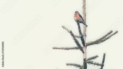 On the top of the spruce, the red crossbill male (Loxia curvirostra) photo