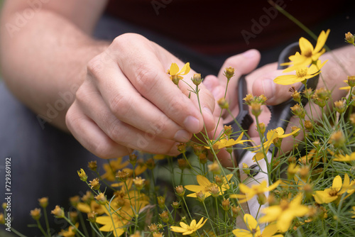 hands of a man plucking a shrub in the garden