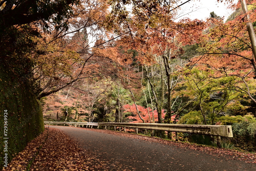 和歌山県橋本市北宿の紅葉