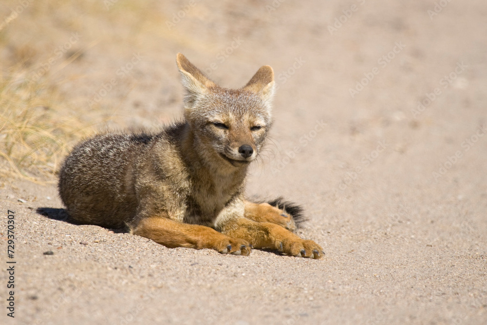 Argentinischer Kampfuchs, Patagonischer Fuchs, Pseudalopex griseus, Halbinsel Valdes, Argentinien, Südamerika