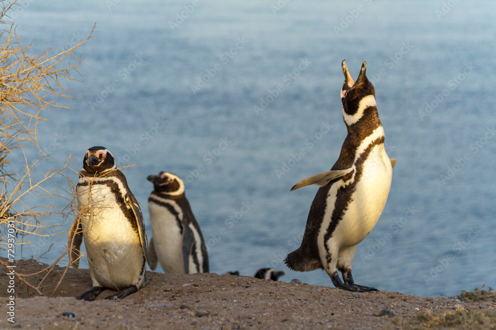 Magellan Pinguine (Speniscus magellanicus), Halbinsel Valdes, Argentinien, Südamerika