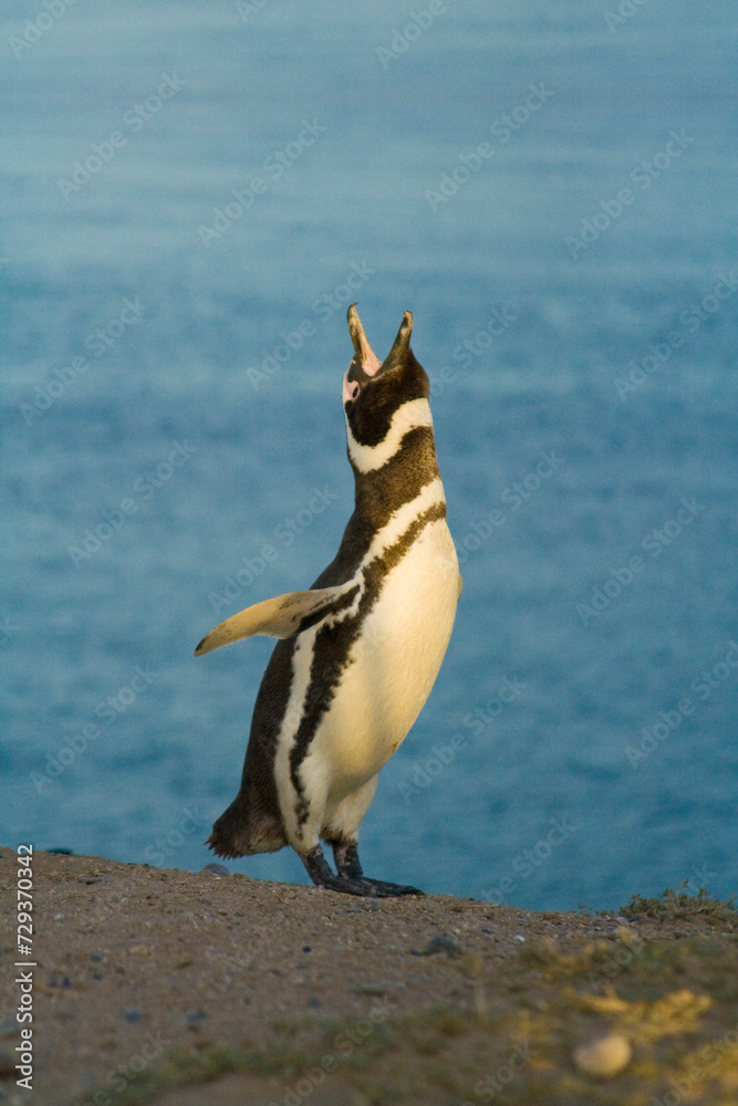 Magellan Pinguin (Speniscus magellanicus), Halbinsel Valdes, Argentinien, Südamerika
