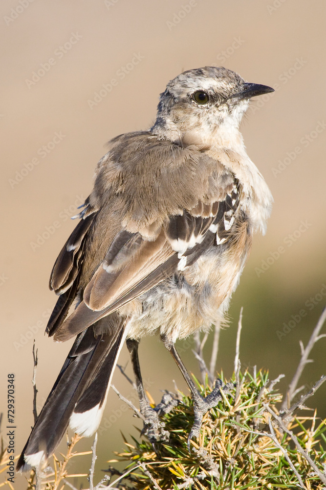 Patagonienspottdrossel, Mimus patagonicus, Halbinsel Valdes, Patagonien, Argentinien