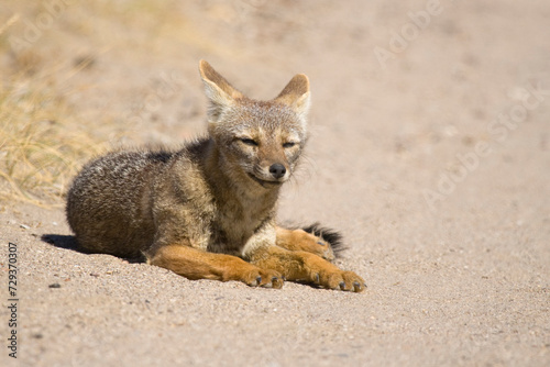 Obraz na płótnie Argentinischer Kampfuchs, Patagonischer Fuchs, Pseudalopex griseus, Halbinsel Valdes, Argentinien, Südamerika w salonie