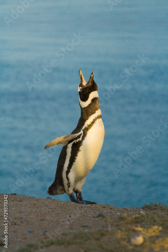 Obraz na płótnie Magellan Pinguin (Speniscus magellanicus), Halbinsel Valdes, Argentinien, Südamerika w salonie