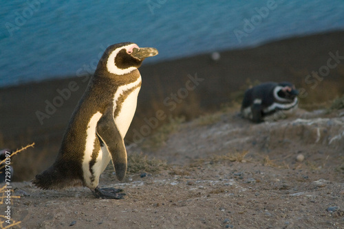 Magellan Pinguine (Speniscus magellanicus), Halbinsel Valdes, Argentinien, Südamerika