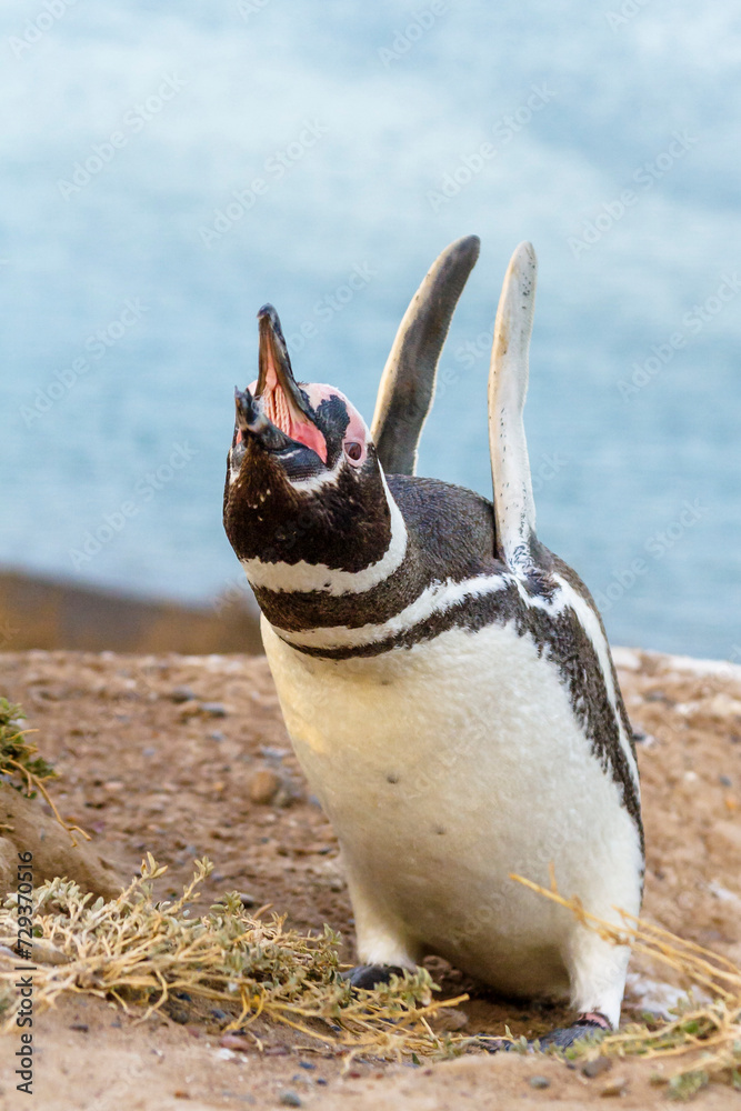 Magellan Pinguin (Speniscus magellanicus), Halbinsel Valdes, Argentinien, Südamerika