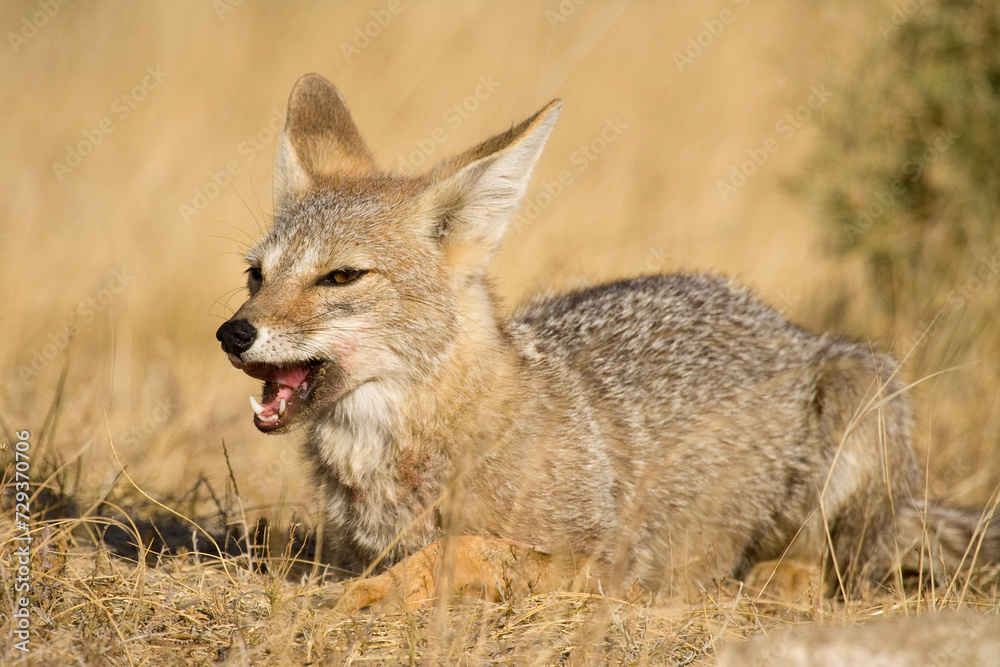 Argentinischer Kampfuchs, Patagonischer Fuchs, Pseudalopex griseus, Halbinsel Valdes, Argentinien, Südamerika