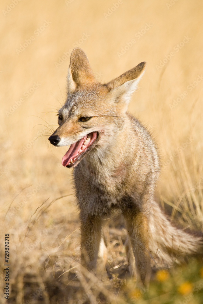 Argentinischer Kampfuchs, Patagonischer Fuchs, Pseudalopex griseus, Halbinsel Valdes, Argentinien, Südamerika