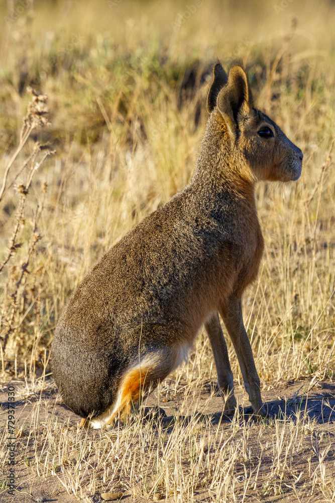 Mara (Dolichotis patagonum), Halbinsel Valdes, Argentinien, Südamerika