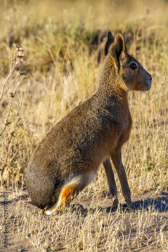 Obraz na płótnie Mara (Dolichotis patagonum), Halbinsel Valdes, Argentinien, Südamerika w salonie