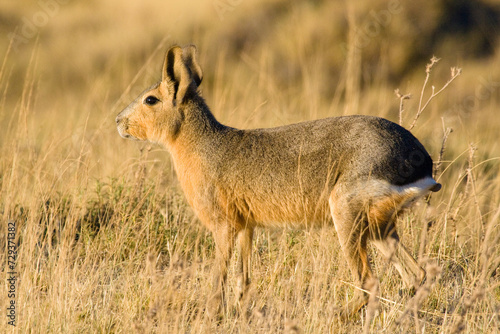 Mara (Dolichotis patagonum), Halbinsel Valdes, Argentinien, Südamerika photo